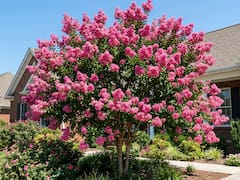 El árbol floral que da sombra en verano: puede crecer en patios y jardines pequeños