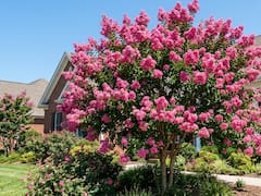 The flowering tree that provides shade in summer: it can grow in small yards and gardens