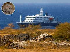 Llega crucero con enfermos de hantavirus a España: cómo puedes protegerte de esta enfermedad mortal