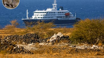 Llega crucero con enfermos de hantavirus a España: cómo puedes protegerte de esta enfermedad mortal