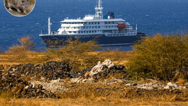 Llega crucero con enfermos de hantavirus a España: cómo puedes protegerte de esta enfermedad mortal