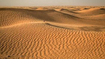 El Sáhara alcanzó 70 °C, murieron miles de millones de árboles y solo una técnica frenó la extinción de la vida en el desierto