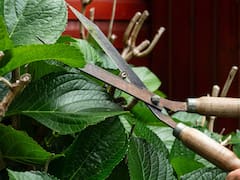 Cuáles son los únicos árboles que hay que podar en mayo, según especialistas en jardinería