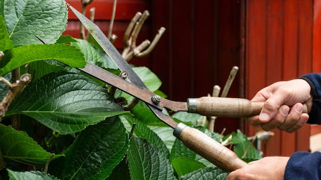 Cuáles son los únicos árboles que hay que podar en mayo, según especialistas en jardinería