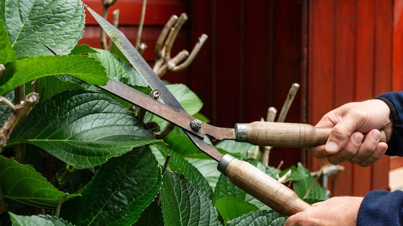 Cuáles son los únicos árboles que hay que podar en mayo, según especialistas en jardinería