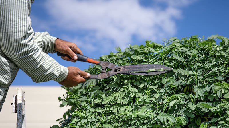 Cuáles son los únicos árboles que hay que podar en mayo, según especialistas en jardinería