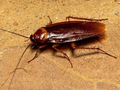 Ni ácido ni lavanda: la mejor forma de sacar las cucarachas plaga de la cocina y el baño