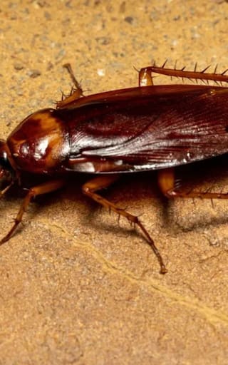 Ni ácido ni lavanda: la mejor forma de sacar las cucarachas plaga de la cocina y el baño