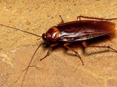 Ni ácido ni bicarbonato: la mejor forma de eliminar las cucarachas plaga de la cocina, el baño y el comedor