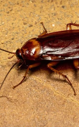 Ni ácido ni bicarbonato: la mejor forma de eliminar las cucarachas plaga de la cocina, el baño y el comedor