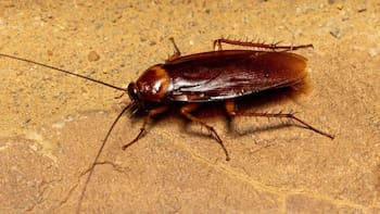 Ni ácido ni bicarbonato: la mejor forma de eliminar las cucarachas plaga de la cocina, el baño y el comedor