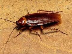 Ni ácido ni lavanda: la mejor forma de sacar las cucarachas plaga de la cocina y el baño