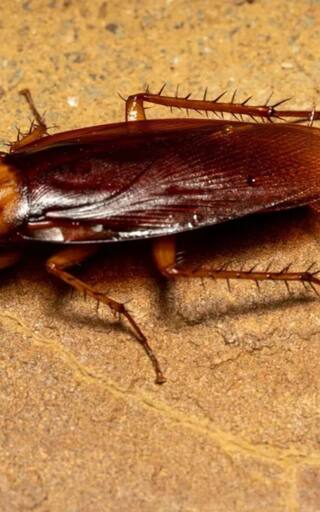 Ni ácido ni lavanda: la mejor forma de sacar las cucarachas plaga de la cocina y el baño