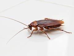 Ni lavanda ni bicarbonato: una de las mejores formas de combatir las cucarachas plaga de la cocina y el baño