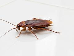 Neither lavender nor baking soda: one of the best ways to combat the cockroach pests in the kitchen and bathroom