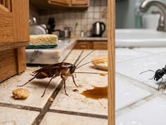Ni ácido ni lavanda: la mejor forma de eliminar las hormigas y cucarachas plaga de la cocina, el comedor y el baño