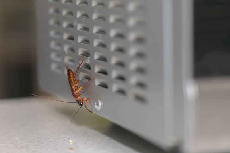 Cuando una cucaracha aparece a plena luz del día, puede significar que el escondite ya está saturado. (Fuente: shutterstock)