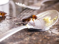 En menos de 10 minutos | Cómo eliminar para siempre las cucarachas que aparecen en el baño y la cocina
