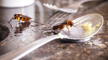 En menos de 10 minutos | Cómo eliminar para siempre las cucarachas que aparecen en el baño y la cocina