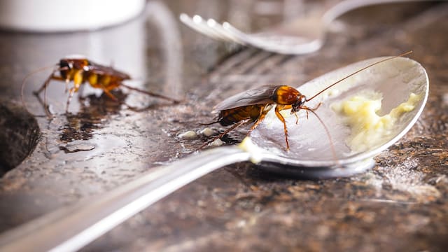 En menos de 10 minutos | Cómo eliminar para siempre las cucarachas que aparecen en el baño y la cocina