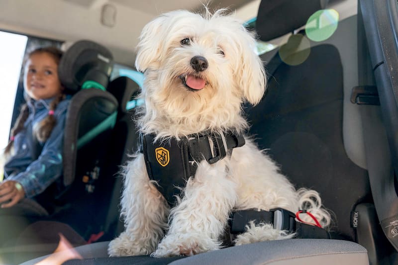 Transporte correcto de mascotas en el auto.