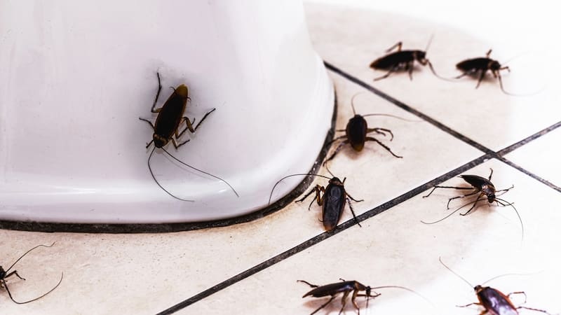 La forma más efectiva de ahuyentar las cucarachas de la cocina y el baño.