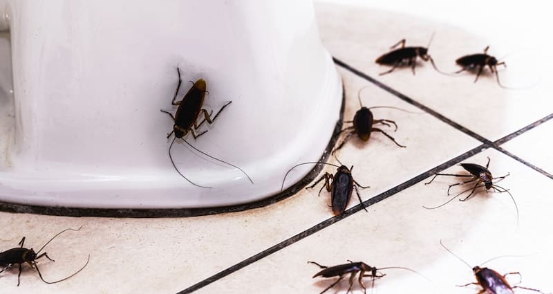 Después de la limpieza profunda, puede prepararse una mezcla con hojas de laurel, orégano y menta para reforzar la protección en las zonas donde suelen ingresar estos insectos.