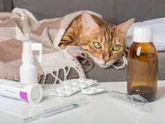 Inédito | Darán licencia laboral de hasta dos días por cuidado de mascotas: lo que falta para que sea ley en todo el país