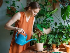 Mezclar café con agua y echarlo en las plantas: para qué sirve y por qué lo recomiendan