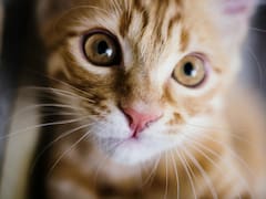 El Gusano Barrenador está en la ciudad y está afectando a las mascotas: gatos y perros en peligro de muerte
