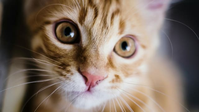 El Gusano Barrenador está en la ciudad y está afectando a las mascotas: gatos y perros en peligro de muerte