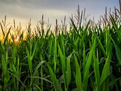 El ‘efecto 4T’ dispara a Grupo Minsa: sus acciones suben más de 20% tras el avance político de Altagracia Gómez