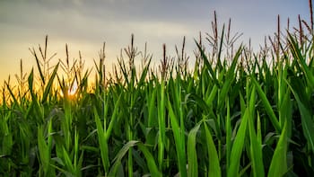 El ‘efecto 4T’ dispara a Grupo Minsa: sus acciones suben más de 20% tras el avance político de Altagracia Gómez