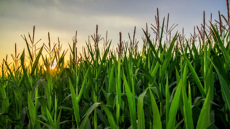 Minsa forma parte del duopolio que controla cerca del 25% del mercado de maíz.