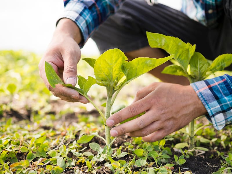La técnica ancestral utilizada por Sawadogo tiene orígenes históricos (fuente: freepik)