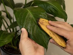 Frotar cáscara de banana con las hojas de las plantas: para qué sirve y por qué lo recomiendan