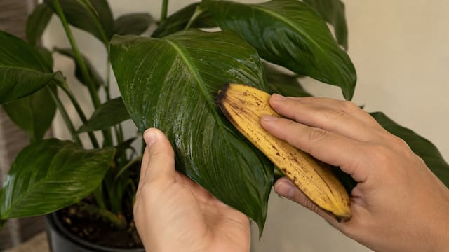 Frotar cáscara de banana con las hojas de las plantas: para qué sirve y por qué lo recomiendan