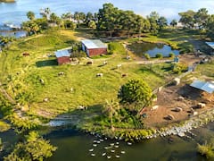 Buscan voluntarios para vivir gratis en una isla de Estados Unidos cuidando animales que fueron abandonados: se piden sólo 20 horas de trabajo