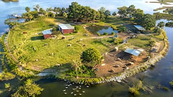 Buscan voluntarios para vivir gratis en una isla de Estados Unidos cuidando animales que fueron abandonados: se piden sólo 20 horas de trabajo
