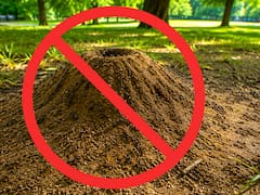 Adiós para siempre a los hormigueros en el jardín: cómo eliminarlos por completo sin gastar un centavo, rápido y fácil