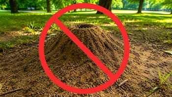 Adiós para siempre a los hormigueros en el jardín: cómo eliminarlos por completo sin gastar un centavo, rápido y fácil