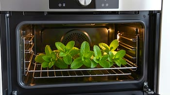 Poner hojas de menta en el horno y el microondas: por qué lo recomiendan y para qué sirve
