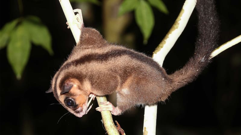 Dactylonax kambuayai, el marsupial que se creía extinto y fue hallado en Nueva Guinea.
