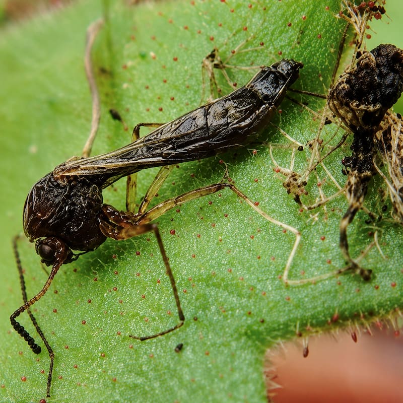 Darwin lo predijo hace 150 años: descubren que esta planta aparentemente inofensiva es carnívora.