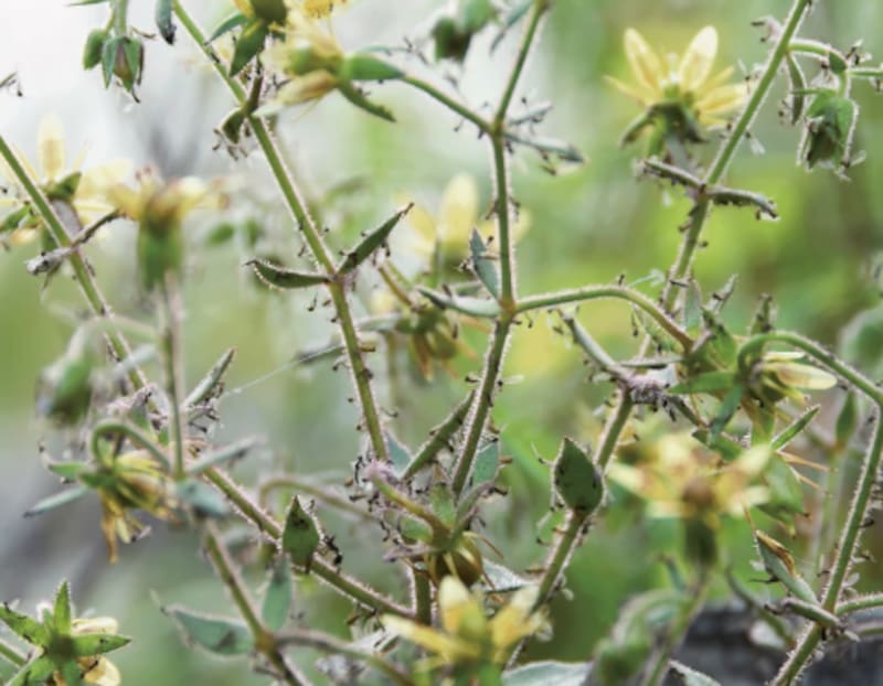 Darwin lo predijo hace 150 años: esta planta aparentemente inofensiva es carnívora.