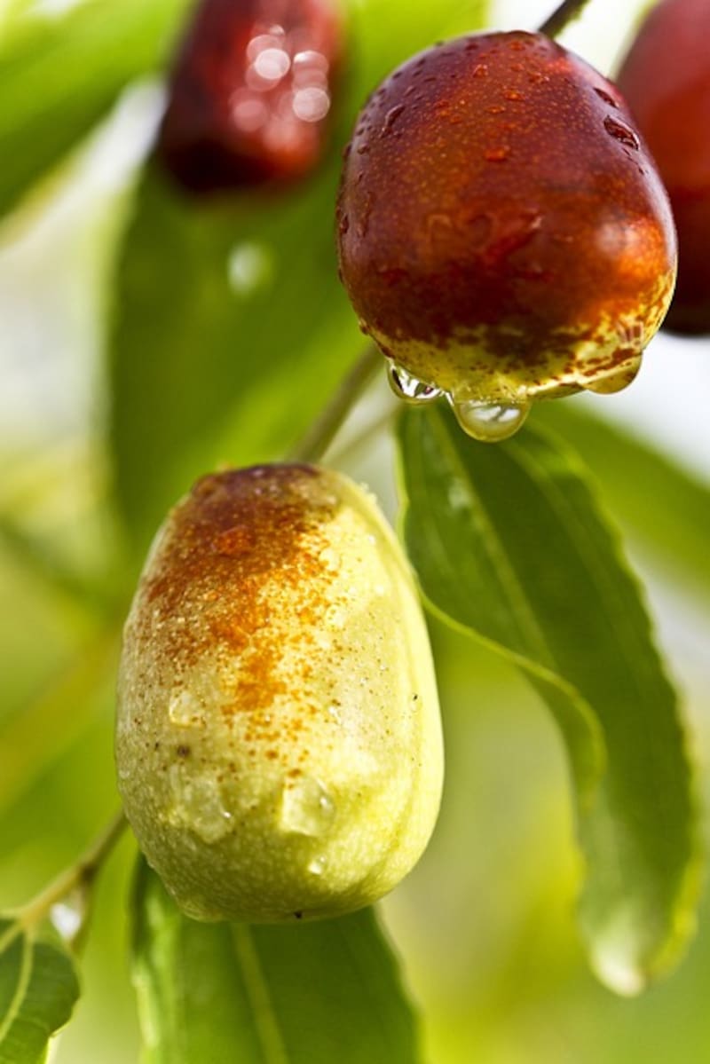 Su textura suave y sabor dulce los convierte en un snack saludable ideal para el día a día.