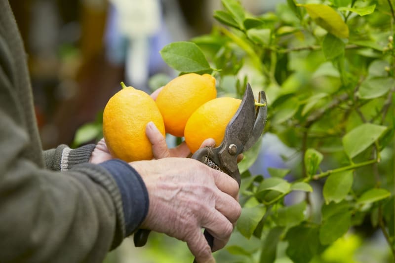 Ideal para viviendas reducidas: el árbol que produce frutos durante todo el año, es sencillo de mantener y no levanta raíces (foto: archivo)
