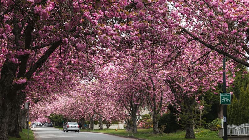 Especial para casas chicas: el árbol que no levanta el piso con las raíces, ofrece frutas en verano y aguanta la sequía (foto: archivo).