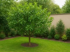 Perfecto para casas pequeñas: el árbol de pistacho que se riega cada 15 días y da sus primeros frutos en poco tiempo