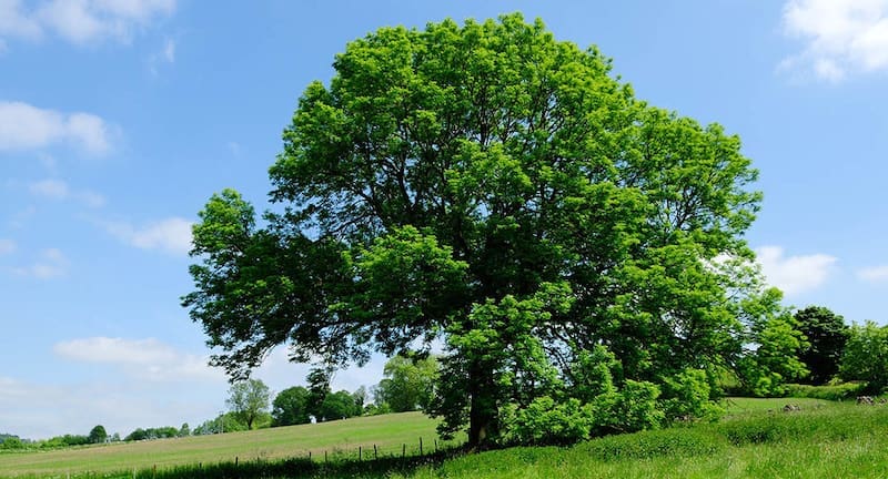 Cómo cultivar tu propio árbol de pistacho: cada cuánto hay que regarlo y cuándo da los primeros frutos (foto: archivo).